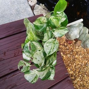 **SOLD** Manjula Pothos